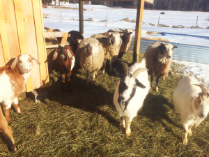 Olde Haven Goats and Sheep Jan